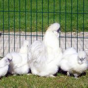 Nos poules Nègre Soie